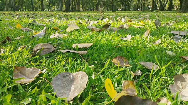 摄影高清:秋叶落草视频素材