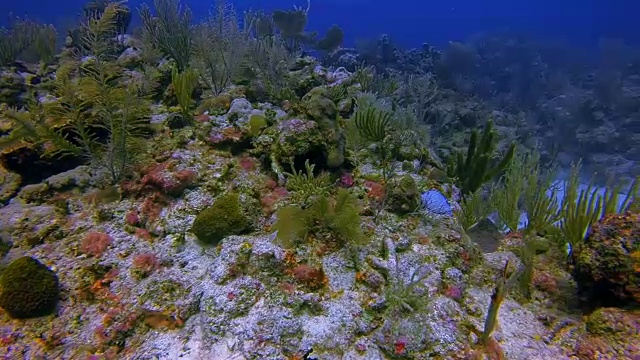 在加勒比海靠近阿库马尔湾的丰富多彩的玛雅珊瑚礁潜水-里维埃拉玛雅/科苏梅尔，金塔纳罗奥，墨西哥视频素材