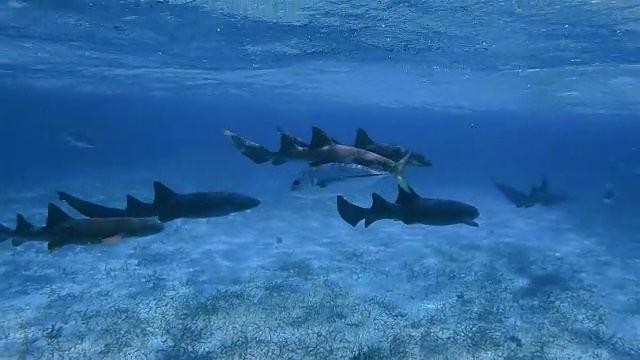 一群护士鲨在加勒比海的鲨鱼雷巷海洋保护区-伯利兹堡礁/龙涎香礁视频素材