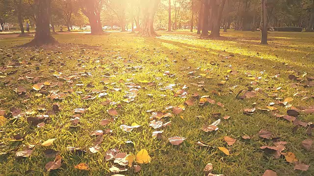 阳光在秋天的树后视频素材