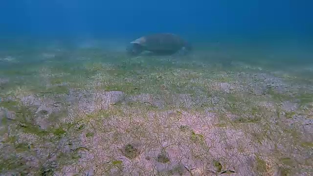 加勒比海的绿海龟-阿库马尔湾-里维埃拉玛雅/科苏梅尔，金塔纳罗奥，墨西哥视频素材