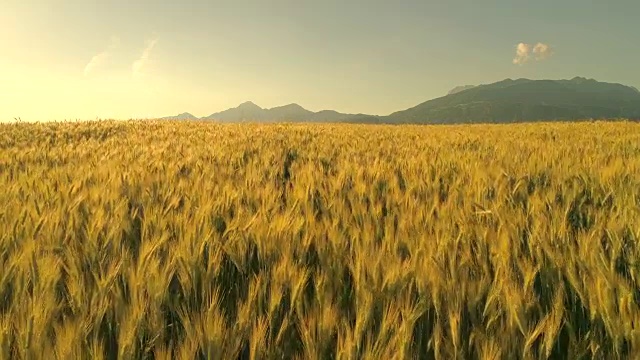 慢镜头:高高的山脚下，麦田里的麦穗在夏日的微风中摇摆视频素材