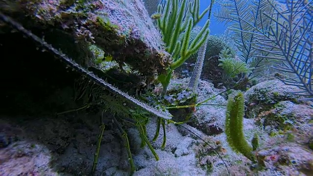 加勒比多刺龙虾(黑斑海螯虾)大玛雅礁在加勒比海靠近阿库马尔湾-里维埃拉玛雅/科苏梅尔，金塔纳罗奥，墨西哥视频素材