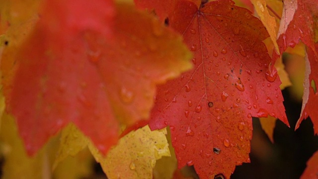 近距离观察:在多雨的秋天，水滴落在红色枫树顶上明亮潮湿的叶子上视频下载