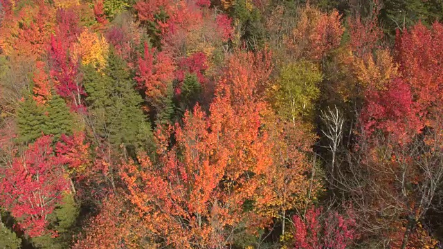 空中特写:树叶在多彩的秋天森林中变成红色和黄色视频素材