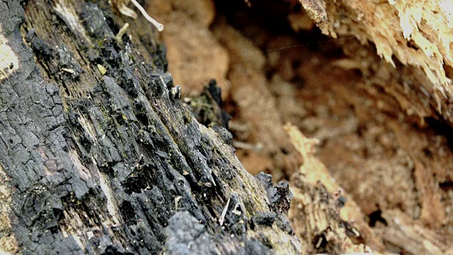 腐烂的树里有许多蚂蚁。视频下载