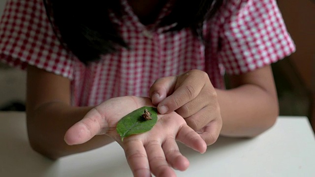 孩子看着她手上的蛹视频素材