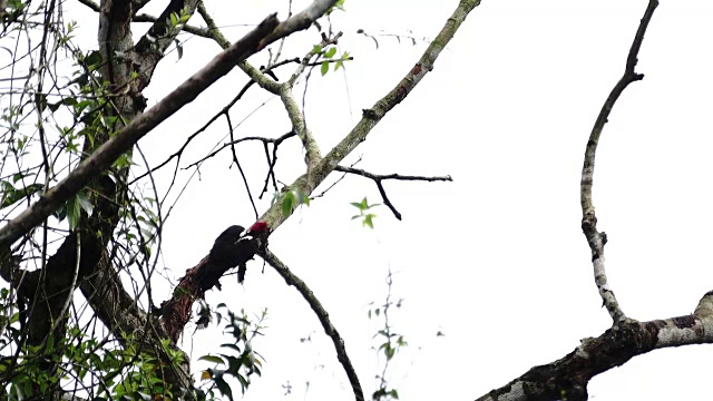 找一只有条纹的啄木鸟在忙什么。视频下载