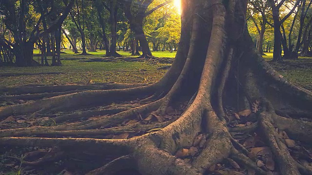 多莉拍摄高清:阳光背后的秋天大树在森林视频素材