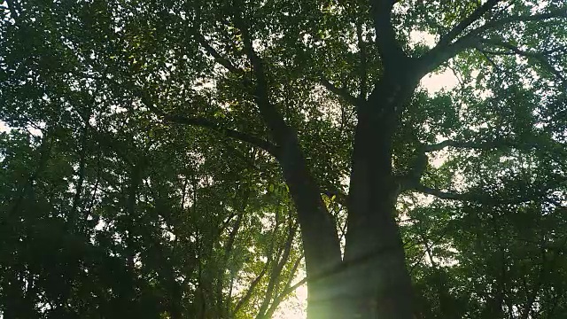 在森林里的秋天大树后面的阳光视频。多莉拍摄高清视频素材