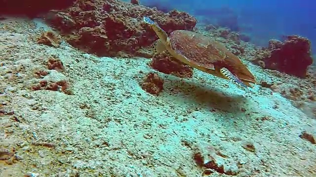 野生玳瑁海龟(覆瓦状玳瑁)。被列为极度濒危物种(在不久的将来面临在野外灭绝的极高风险)。这些动物极其稀有。视频素材