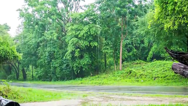 在通往森林的道路上，大雨导致交通中断视频下载