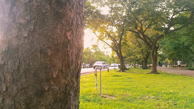 多莉拍摄高清:阳光背后的秋天树木在公园。视频素材