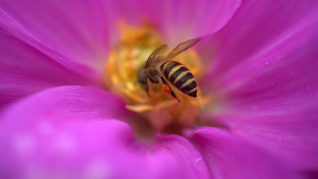 蜜蜂飞视频下载