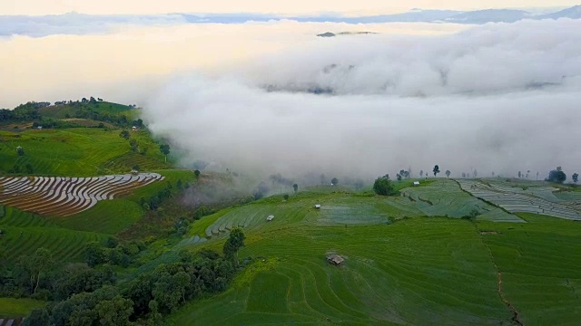 无人机拍摄的泰国清迈Pa Pong Pieng山周围稻田的鸟瞰图，穿过云雾海洋。视频素材