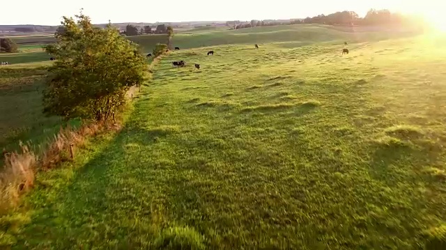 日出时牧场上的空中牛群视频素材