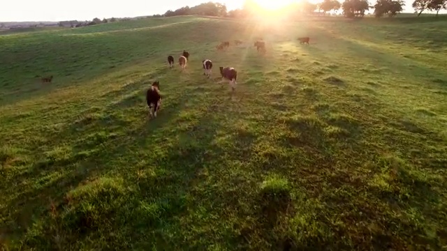 日出时在牧场上奔跑的空中牛群视频购买