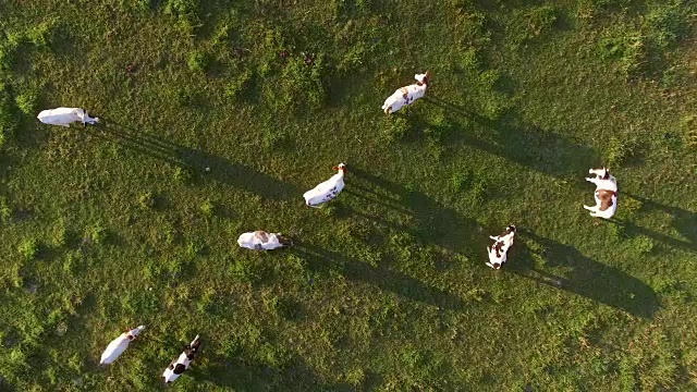 日出时牧场上的空中牛群视频素材