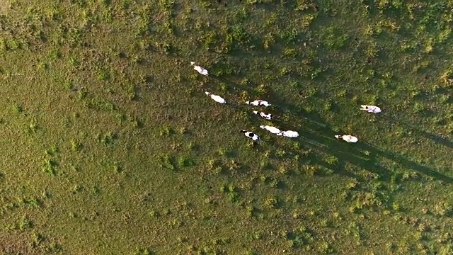 日出时在牧场上奔跑的空中牛群视频素材