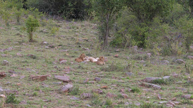 三只小狮子在草地上玩耍视频素材