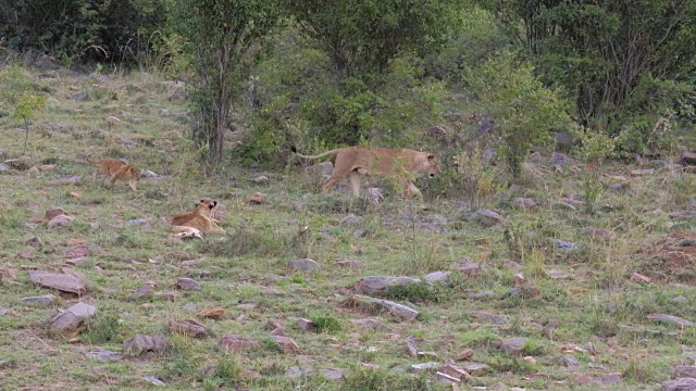 母狮去撒尿，跑着她的狮子幼崽视频素材