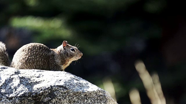 在岩石上找到一只土拨鼠。视频素材