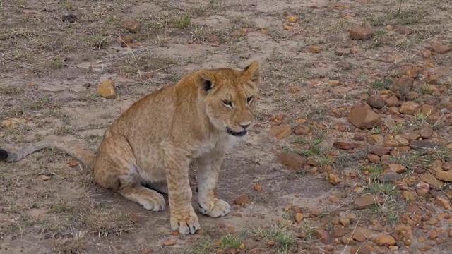 狮子幼崽看着摄像机的特写，然后走开了。视频素材