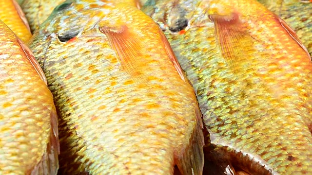 传单的鱼。Centrarchus macropterus。Lepomis gibbosus。视频下载
