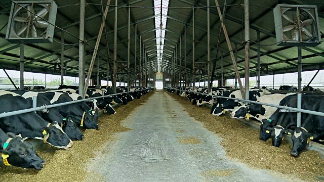 牛在牲口棚里吃干草。现代奶牛场中的牛。农场奶牛养殖视频素材