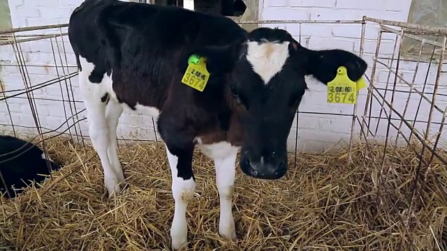奶牛场的黑小牛。牲畜在谷仓。农场动物。乳制品行业视频素材