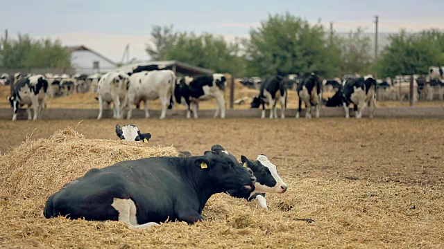 在奶牛场饲养的荷斯坦奶牛。在牧场上吃草的奶牛视频素材