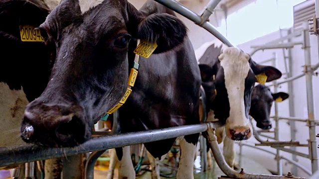 牛奶农场里的奶牛。在奶牛场处理奶牛的挤奶视频素材