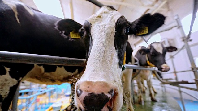 奶牛厂的挤奶过程。荷斯坦牛头挤奶机视频素材