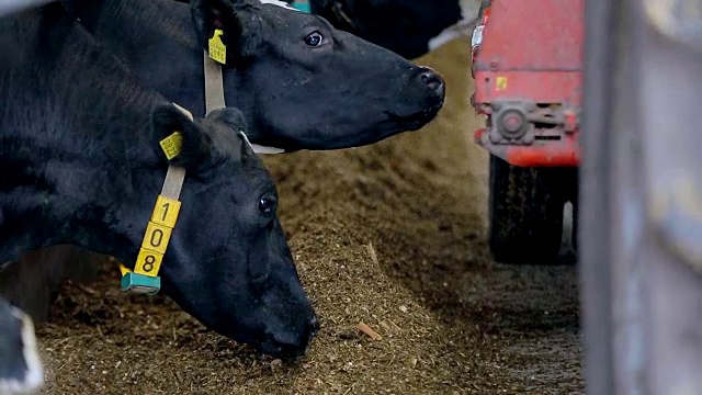 现代农场奶牛饲养过程研究。奶牛在奶牛场吃干草。牛棚视频素材