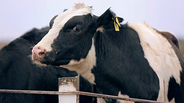 荷斯坦奶牛头。牛的脸。农业产业。畜牧业视频素材