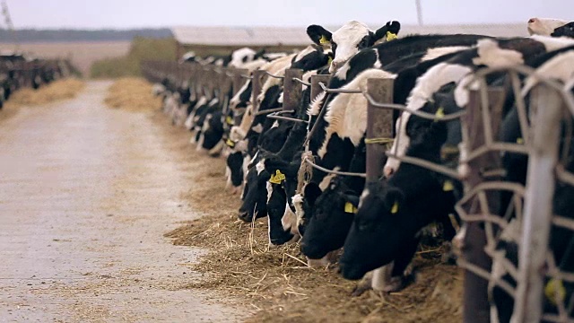 奶牛在农场里吃草。牛奶厂。农业的农场。牛的牛吃草视频素材