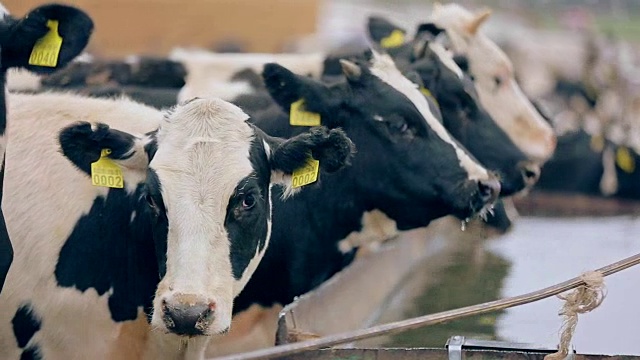 奶牛在奶牛场喝水。牲畜的饮用水视频素材