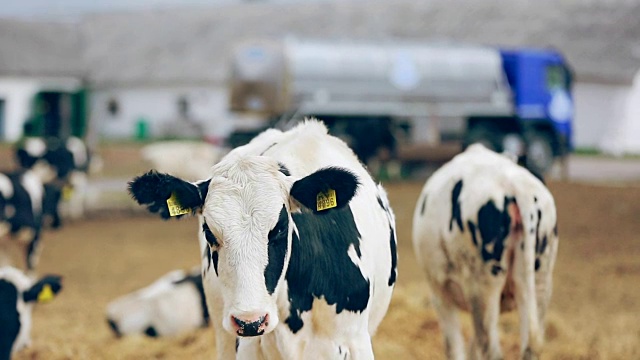 在牧场上吃草的小牛。奶牛在奶牛场吃草视频素材
