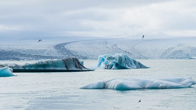 冰川湖上有冰山，鸟儿飞过视频下载