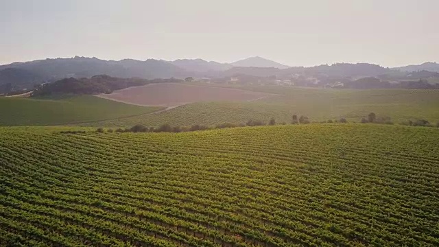 葡萄酒国家风景视频素材