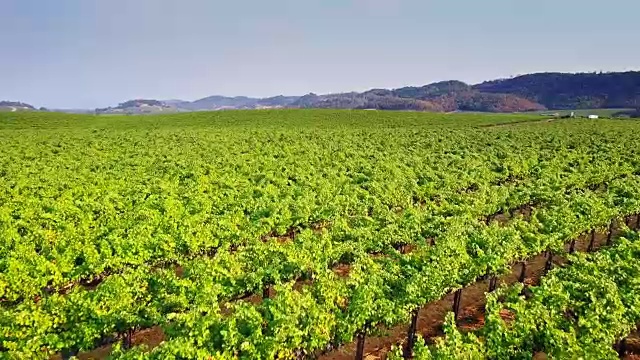 北加州酿酒厂种植的葡萄视频素材