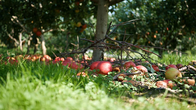 农场果园里的一棵苹果树下掉落的苹果视频素材