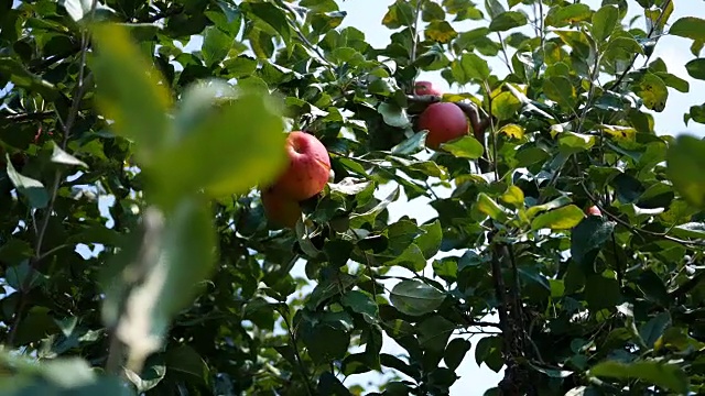 苹果长在果园里的一棵苹果树上视频素材