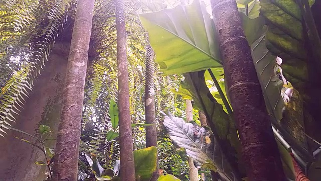 植物园的大自然视频素材