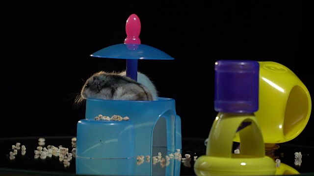 可爱的仓鼠坐在一个塑料喂食器上，在一个镜子展示桌上，食物被分散视频素材
