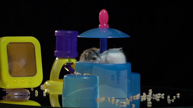 两只毛茸茸的仓鼠从一个塑料食槽里爬出来视频下载