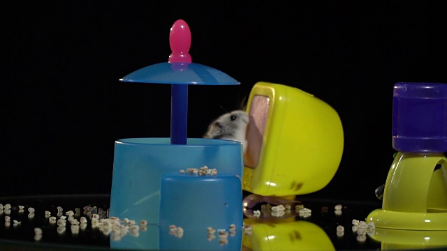 一只可爱的仓鼠正爬在镜子展示桌上，桌上有一个喂食器和一个小塑料镜子视频素材