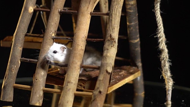 一只可爱的白色仓鼠坐在木制的操场上摆弄着胡须，慢镜头视频素材
