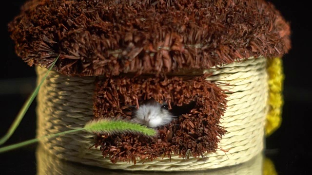 一只小仓鼠正用一个绿色的小穗引诱柳条屋视频素材