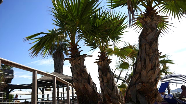 海滩上的棕榈树视频素材